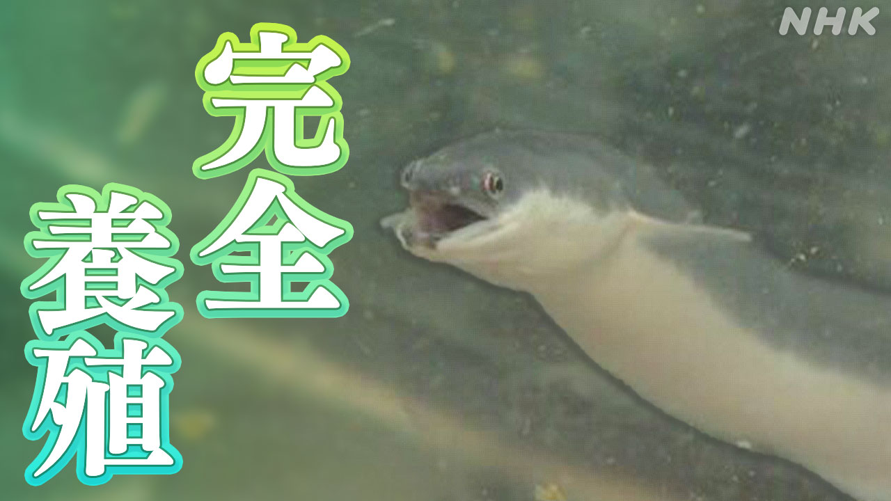 Selling eels raised from eggs for the first time.
