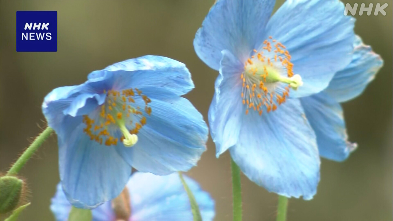 A rare "Himalayan blue poppy" has bloomed in the highlands of Yamanashi Prefecture.