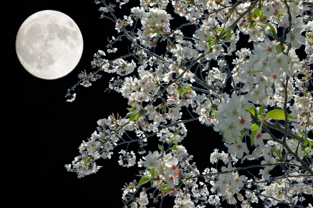 Spring Haiku ⑤