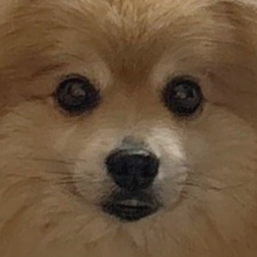 The "fluffy ball monster" that appeared at the entrance surprised everyone with its 11kg Pomeranian, saying, "It's like Takeda Shingen!" and "It looks like cotton candy."