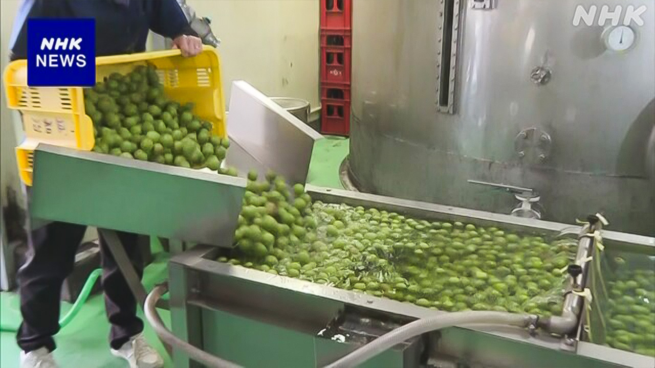 In Hita City, Oita Prefecture, the work of making "umeshu" (plum wine) has begun.