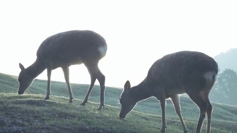A big laugh at the "miracle" that happened to the deer in Nara Park ⇨ "Unnecessarily divine" "It's been a while since I've seen this level"