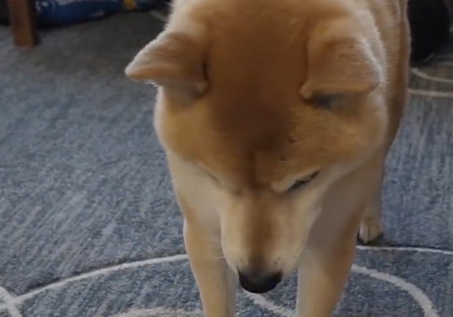 "Here you go" with her favorite toy to her newborn human brother. The sight of the Shiba Inu is described as "precious" and "cleansing to the heart."