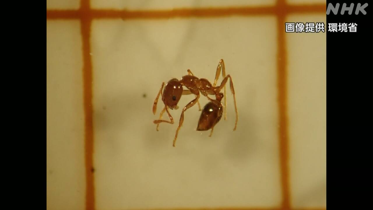 "Fire ants" were found at the port of Yokohama City.