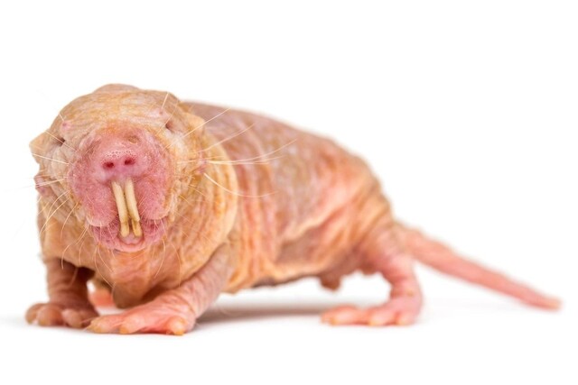 Research on the genes of the naked mole rat, which is known for its longevity and resistance to cancer, has revealed that hyaluronic acid holds the secret.