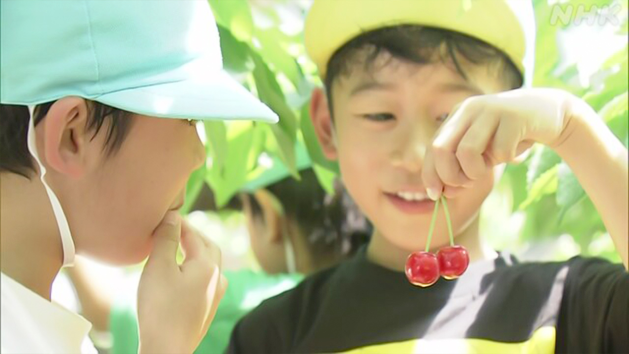 Cherry picking has begun in Sagae City, Yamagata Prefecture.
