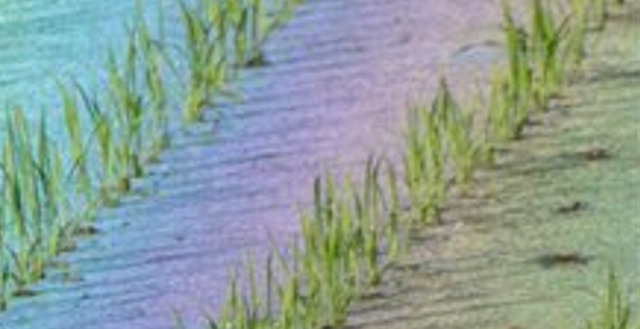 A "rainbow" that appeared not in the sky but in a rice field has drawn surprised reactions, with comments like, "It's not a reflection," and curiosity about its true nature.