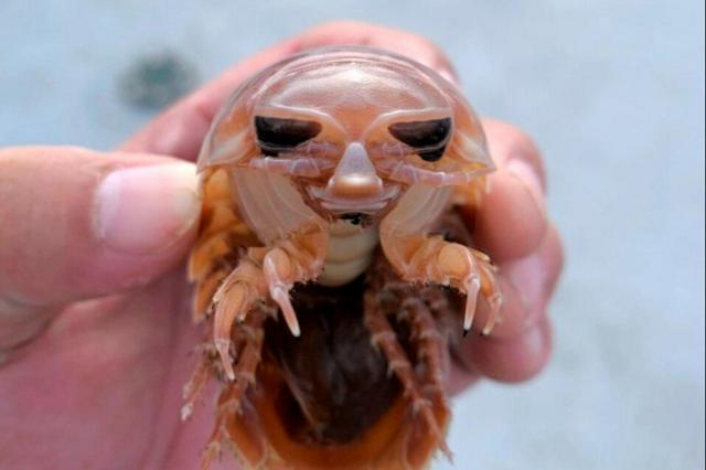 1,000 giant isopods, "unexpectedly full baskets," a mysterious large settlement in the deep sea.