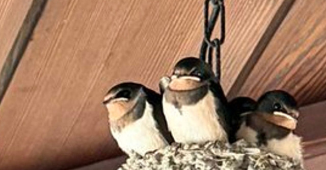 "Swallows? I can't believe they built a house in such a place" - Reactions to the bold choice of location ⇒ "Humans also build on cliffs..." "Looks warm".