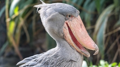 This is what happens when a Shoebill rushes home: "It's too cute, I laughed," and "I wonder if he's happy after work?"