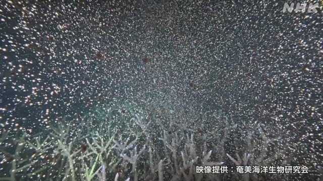 In the sea around Amami Oshima in Kagoshima Prefecture, corals have laid many eggs.