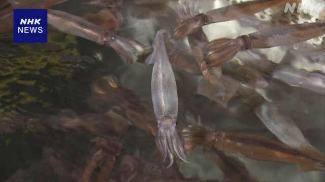 In Hakodate City, Hokkaido, the first auction of squid called 'surumeika' took place.