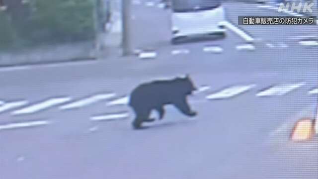 The number of people attacked by bears has reached 27.