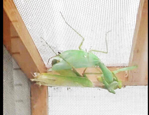 The invasive alien species mantis from China copulates with the native female mantis in Japan → Does it injure and kill them? Is it also involved in their decline?