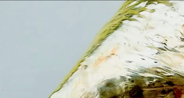 "When I filleted a deep-sea fish, a gold nugget came out!" The surprising identity sparked reactions like, "What a great color" and "So, it's a gold nugget fish?"