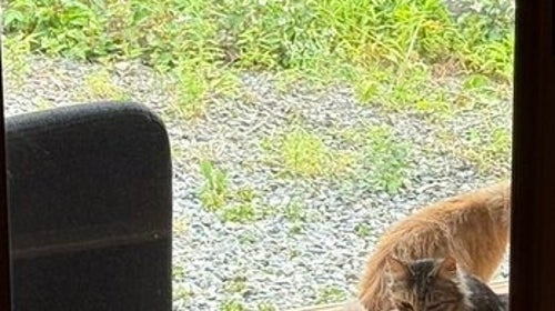 A kitten made its first appearance at the "veranda gathering" of stray cats! ⇨ With its adorable appearance, people wondered, "Was it introduced by its mother cat?"