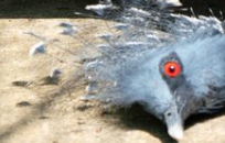 A pigeon falls to the ground with one wing spread wide... ⇒ The shocking sight seen at the zoo made people exclaim, 'Of course, that's alarming.'