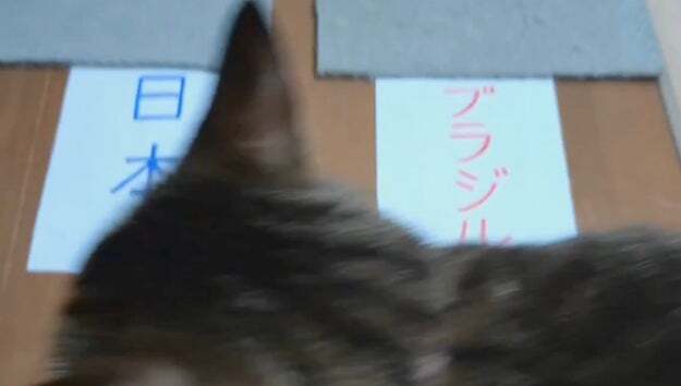 A cat with "amazing predictive abilities" predicted the result of the World Cup match against Sweden. What about the prediction for the match against Brazil? "As expected," "getting completely crushed..." and "guh" were the reactions.