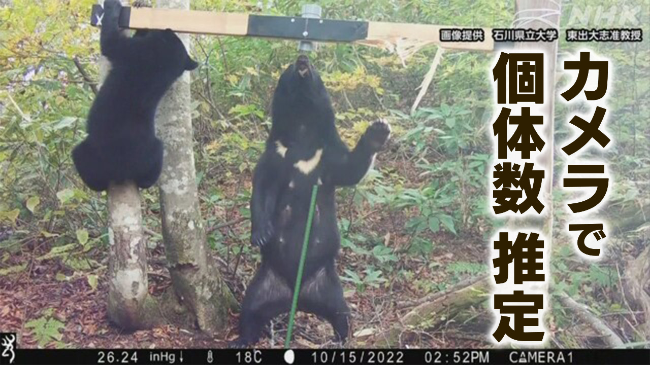 Investigating how many bears there are with 800 cameras.