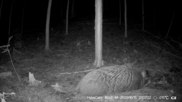 A wild boar mating with a dead individual, recorded by Tokyo University of Agriculture and Technology and others, also observes the first skeletal decomposition in ungulates.