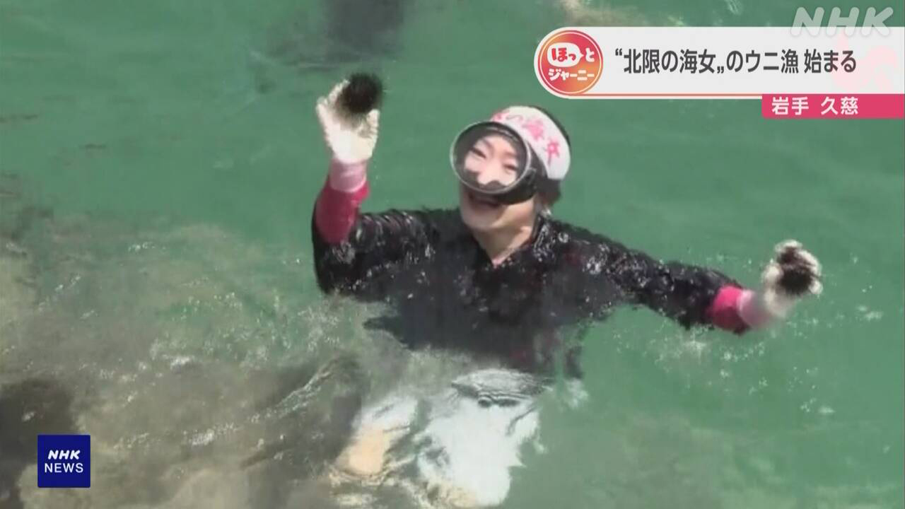 In Iwate Prefecture, women known as 'ama' dive into the sea to collect sea urchins and show their work to tourists.