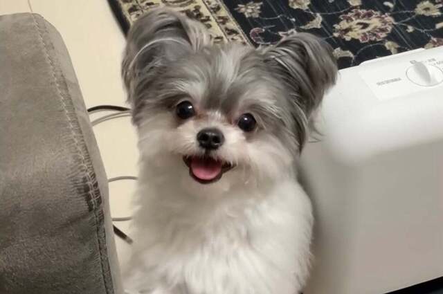 "When I got home..." The dog, who struggled to greet me with a shaky body, received 180,000 likes, with comments like "truly a lovable being" and "like my grandmother at home."