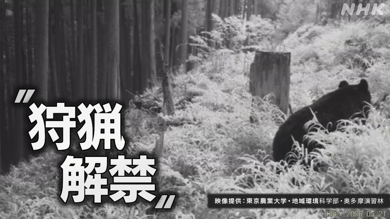 Tokyo is considering using guns to capture bears.