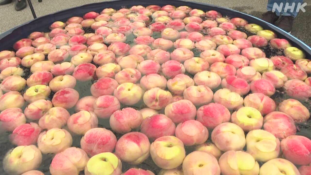The "All-You-Can-Eat Peach" event has started in Yamanashi Prefecture.