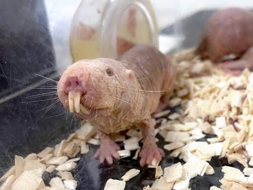 A long-lived mouse with a lifespan of 30 years shows no signs of aging and has a low cancer incidence rate... The professor of the lab commonly known as 'Daba Lab' said, 'The more you know, the deeper your love grows.'