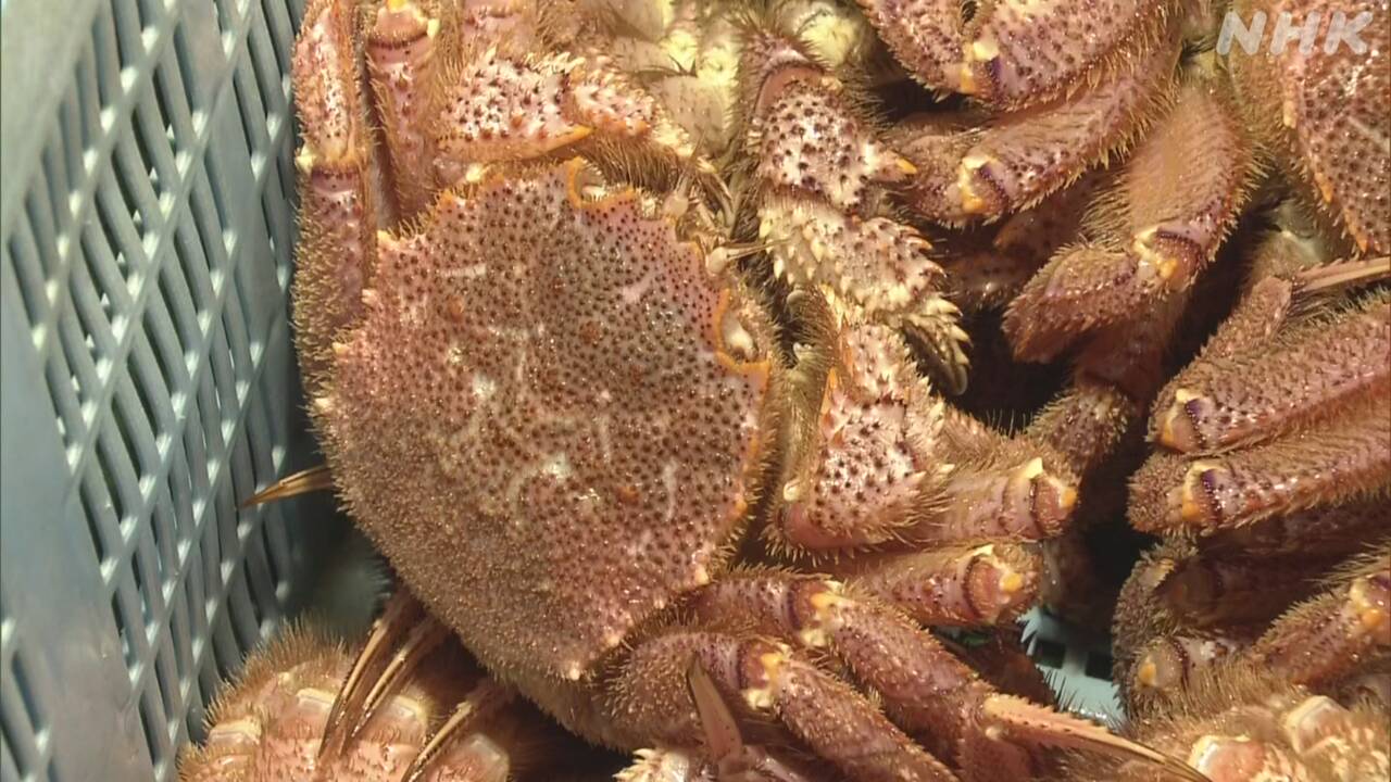 Fishing for hairy crabs has begun in Shiraoi Town, Hokkaido.