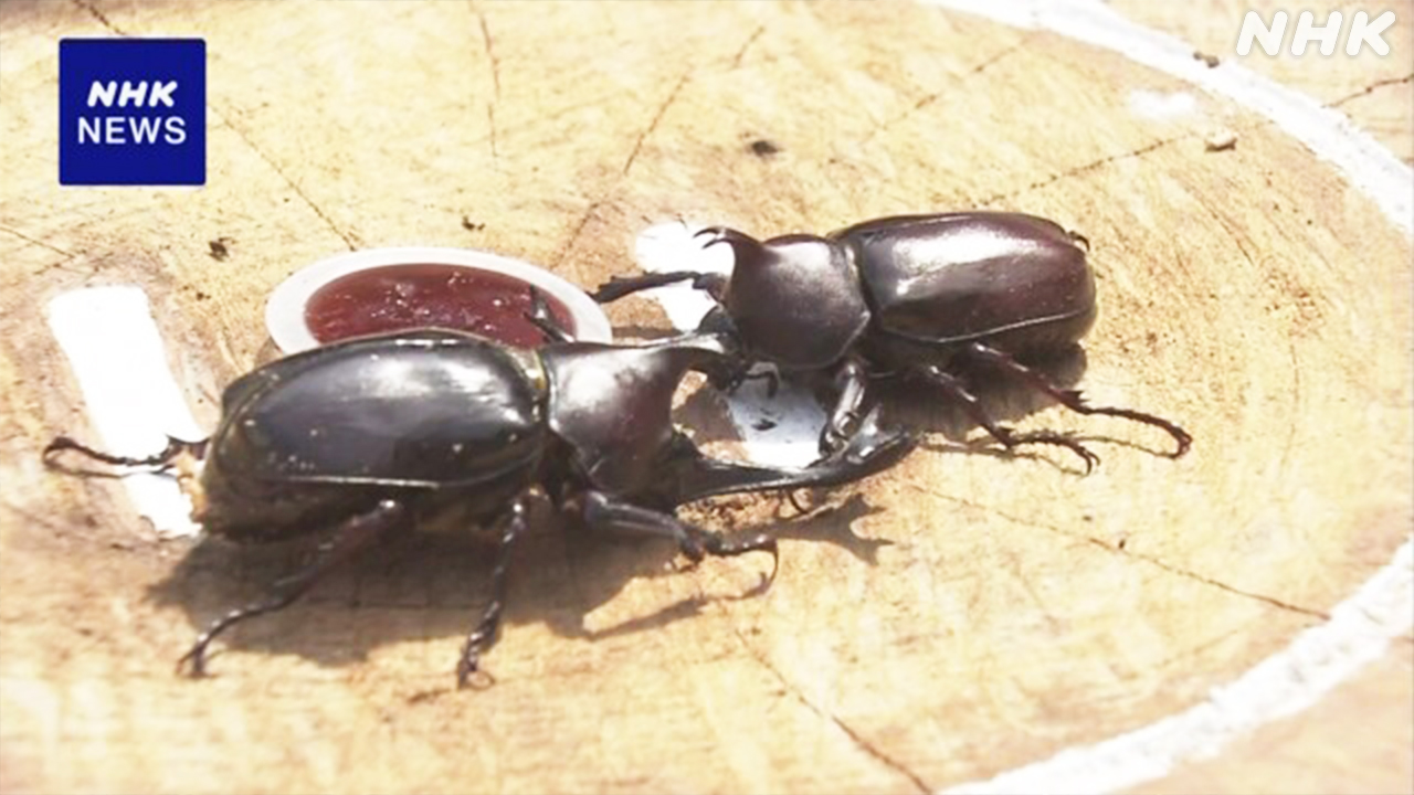 A rhinoceros beetle sumo tournament was held in Kochi City.