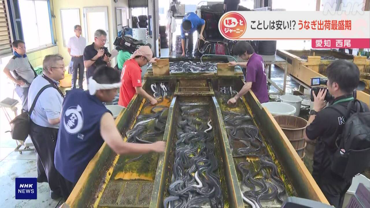 The 26th is "Doyo no Ushi no Hi" and this year eel is expected to be cheaper.