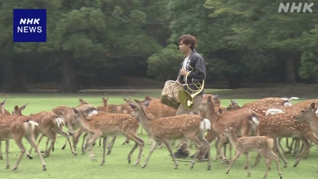 Nara Park: Deer Gathered at the Sound of a Horn