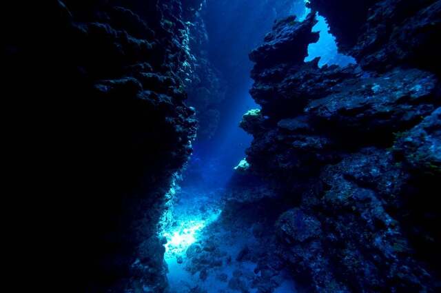 "It's truly mysterious!" The world's first footage of the deep-sea fish "Coryphaenoides yaquinae" has caused a stir, with many saying, "I've watched it on repeat many times."