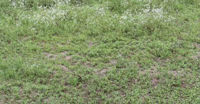 “There’s a male and female pheasant in this picture” → A photo so hard to find them, with comments like “Amazing camouflage” and “They’re totally blending in.”