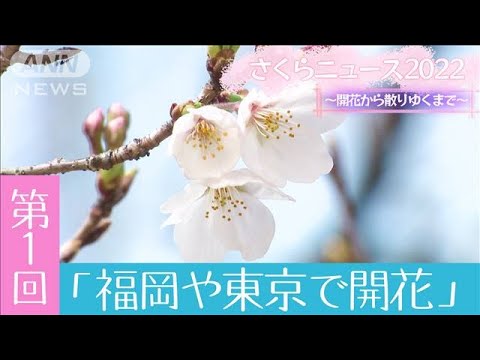 「福岡和東京宣布開花」櫻花新聞2022　～從開花到凋謝～　第1回（2022年3月21日）