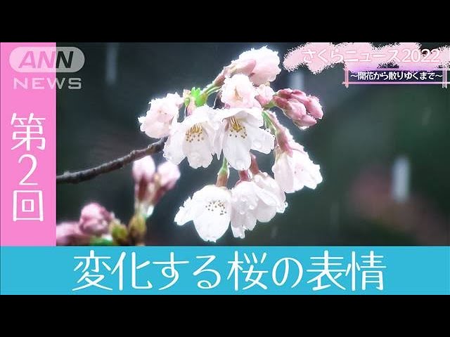 The Changing Expressions of Cherry Blossoms: Sakura News 2022 – From Bloom to Scattering – Part 2 (March 27, 2022)
