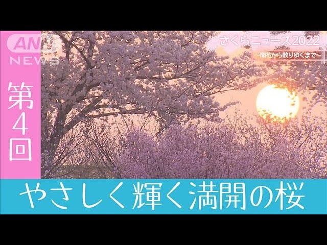 "Gently Shining Full-Bloom Cherry Blossoms" Sakura News 2022: From Bloom to Scatter, Part 4 (April 3, 2022)