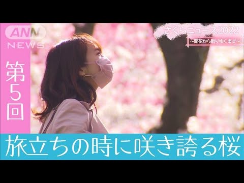 "Cherry Blossoms in Full Bloom at the Time of Departure" Sakura News 2022 ~From Blooming to Falling~ Part 5 (April 4, 2022)