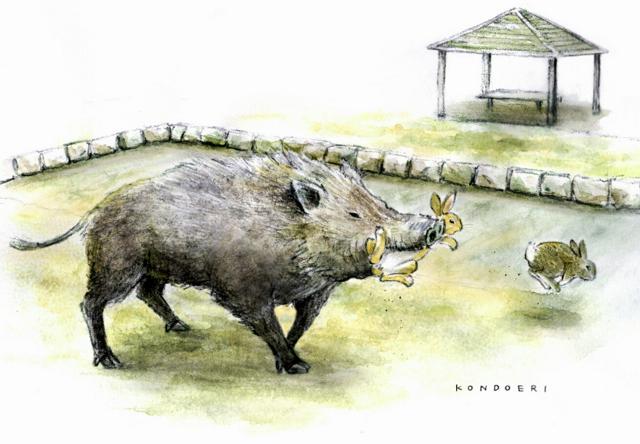 Boar Preys on Rabbit on 'Rabbit Island', Researchers Say 'Overturns Conventional View'