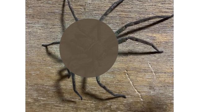 [A tarantula in the house?] The guardian 'Ashidaka spider' is actually an 'invasive species with venom' and a docile nature