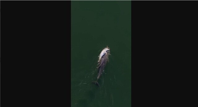 A grieving mother dolphin was observed swimming for several days alongside her dead calf in Western Australia.