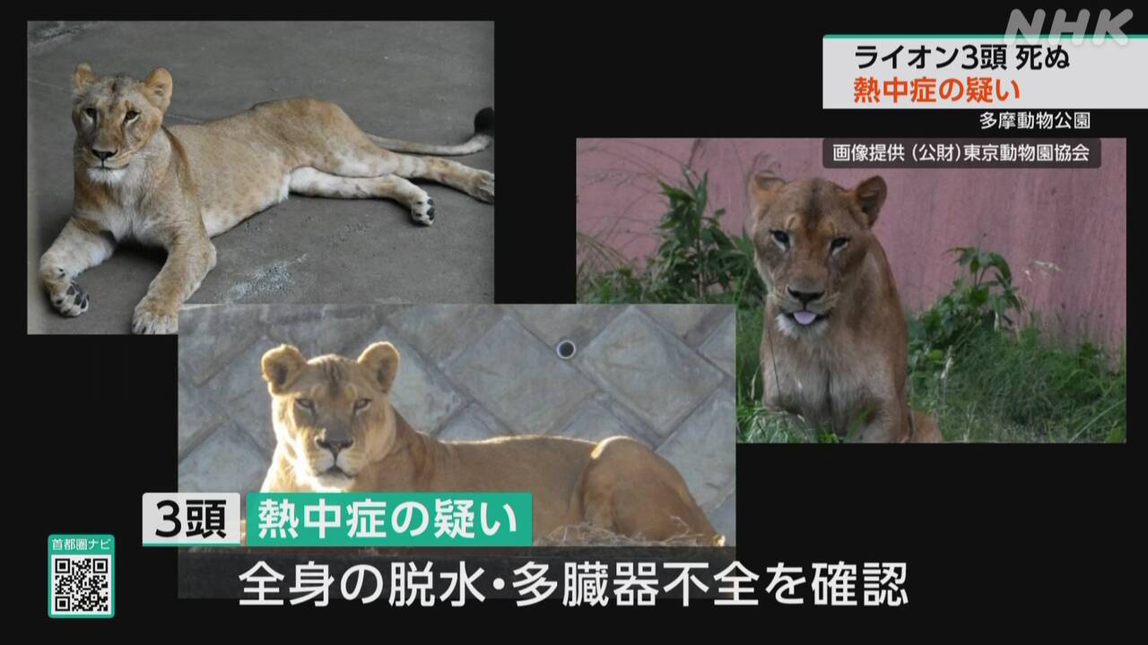 Three lions have died at a zoo in Tokyo, possibly from heatstroke.