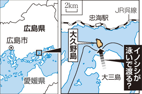 Changes in the ecosystem of 'Rabbit Island': an unexpected 'enemy' increased by tourists' 'excessive feeding'... even scenes of rabbits being attacked and carried in the mouth
