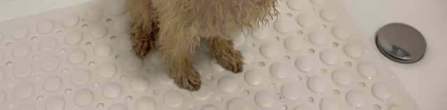 I thought it was a "free refill of lukewarm water"... but my dog stood there dumbfounded in the bathroom ⇨ "He doesn't understand the culture of soaking," and it made everyone laugh.