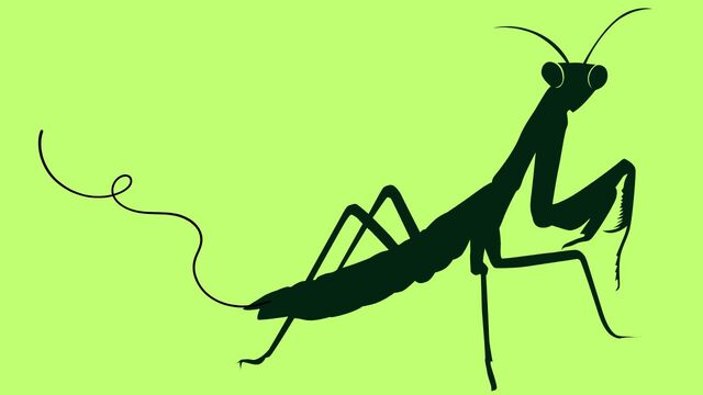 [The Mystery of Horsehair Worms] Parasitized Mantises Head to Water as if Hypnotized... Adults Can Sometimes Exceed 30 cm [Caution: Graphic Images]