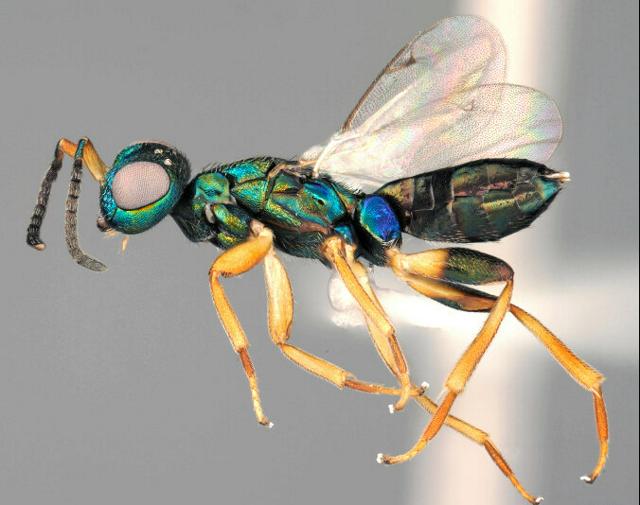Expert's 'Perhaps' on SNS Egg-Laying Video: It Was Japan's First Confirmed Parasitic Wasp