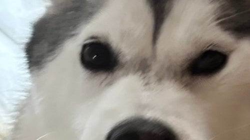 When the little sister husky lounged using her big brother as a "pillow," the internet burst into laughter at the shocking shot, with comments like "That smug face is amazing lol" and "The brother's expression is hilarious."