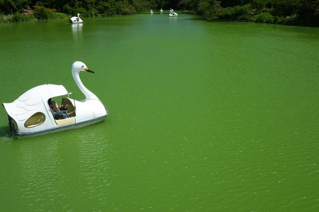 ‘Monet’s Pond’ Transformed: Once Improved by Dredging, It Now Looks Like Matcha