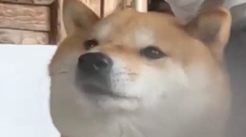 Shiba Inu shampooed like a “human baby” ⇨ scrubbed while wearing a raincoat, innovative method draws “Why didn’t I think of that!” comments
